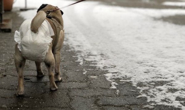 Hundewindel_2019.jpg